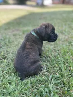 Champ, a male Boxer for sale in Westminster, SC – 3 of 10