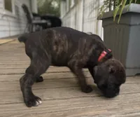 Spirit, a female Boxer for sale in Westminster, SC – 9 of 10