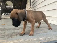 Angel, a female Boxer for sale in Westminster, SC – 10 of 10