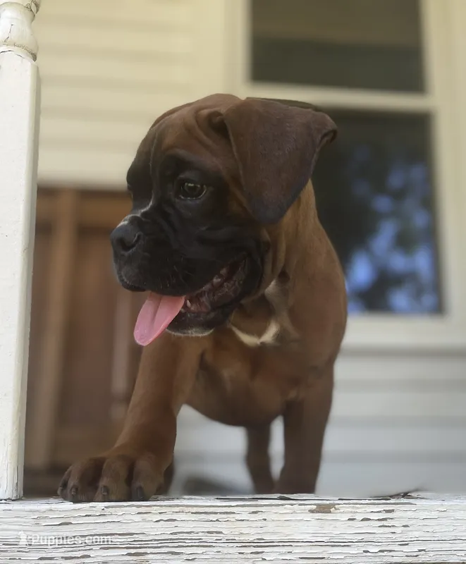 Duke – Boxer puppy for sale in Westminster, SC