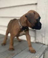 Angel, a female Boxer for sale in Westminster, SC – 5 of 10