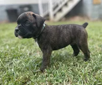 Champ, a male Boxer for sale in Westminster, SC – 5 of 10