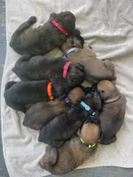 Champ, a male Boxer for sale in Westminster, SC – 3 of 3