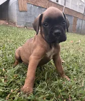 Rusty, a male Boxer for sale in Westminster, SC – 5 of 9