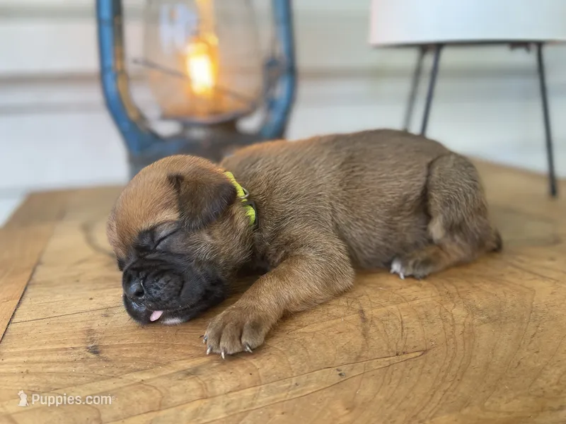 Bentley – Boxer puppy for sale in Westminster, SC