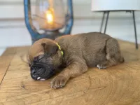 Bentley, a male Boxer for sale in Westminster, SC – 1 of 3