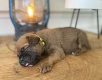 Bentley, a male Boxer for sale in Westminster, SC – 2 of 3