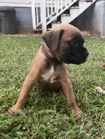 Rusty, a male Boxer for sale in Westminster, SC – 3 of 9