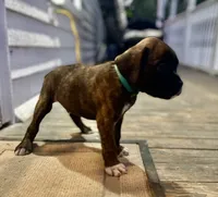 Champ, a male Boxer for sale in Westminster, SC – 8 of 10