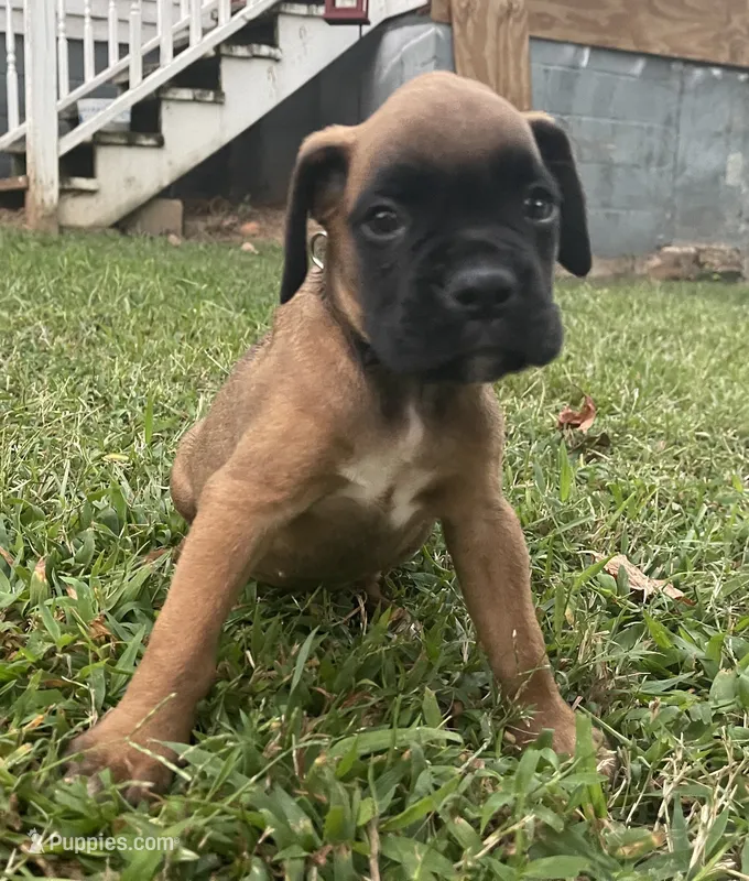 Rusty – Boxer puppy for sale in Westminster, SC
