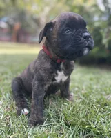 Kodiak, a male Boxer for sale in Westminster, SC – 4 of 10