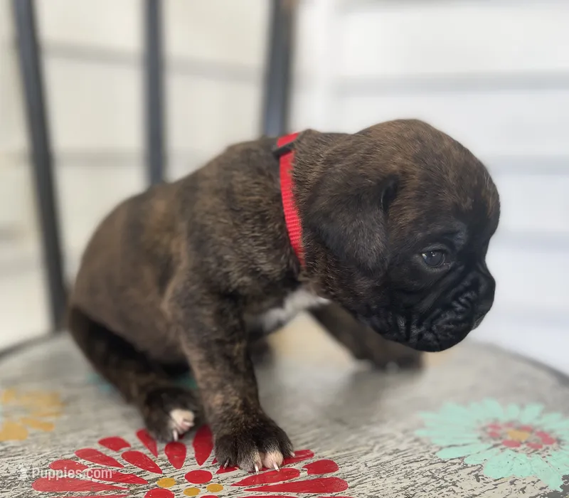 Kodiak – Boxer puppy for sale in Westminster, SC