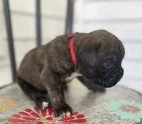 Kodiak, a male Boxer for sale in Westminster, SC – 1 of 3