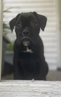 Brutus, a male Boxer for sale in Westminster, SC – 4 of 6