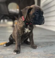 Kodiak, a male Boxer for sale in Westminster, SC – 3 of 10