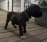 Champ, a male Boxer for sale in Westminster, SC – 2 of 10