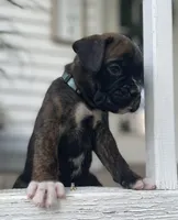 Champ, a male Boxer for sale in Westminster, SC – 4 of 10