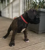 Spirit, a female Boxer for sale in Westminster, SC – 10 of 10