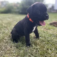 Gus, a male Boxer for sale in Westminster, SC – 5 of 10