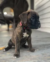 Kodiak, a male Boxer for sale in Westminster, SC – 5 of 10