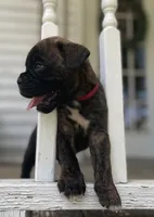 Kodiak, a male Boxer for sale in Westminster, SC – 6 of 10