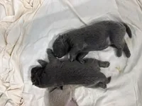 Hinata, a female Chow Chow for sale in Clearwater, FL – 7 of 7