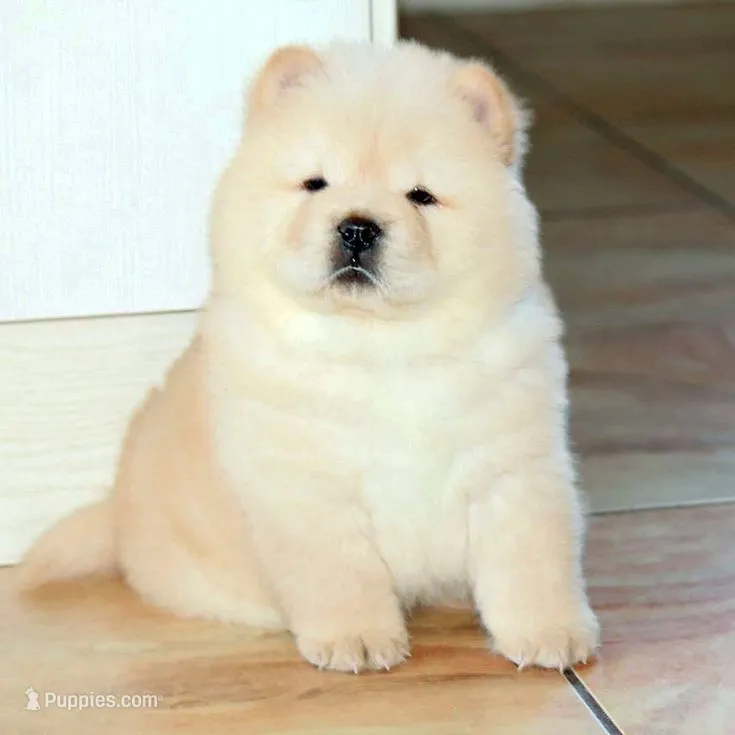 Sakura – Chow Chow puppy for sale in Clearwater, FL