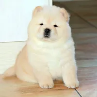 Sakura, a female Chow Chow for sale in Clearwater, FL – 1 of 5