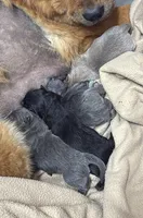 Kurama, a female Chow Chow for sale in Clearwater, FL – 2 of 5