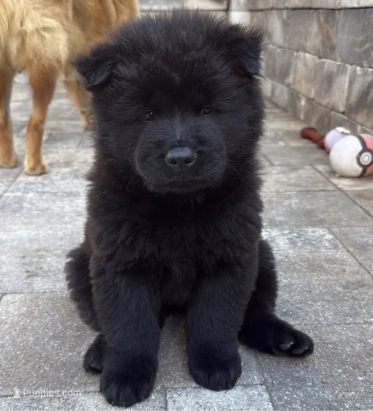 Obito – Chow Chow puppy for sale in Clearwater, FL