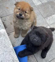 Obito, a male Chow Chow for sale in Clearwater, FL – 2 of 8