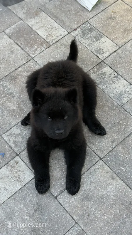Obito – Chow Chow puppy for sale in Clearwater, FL