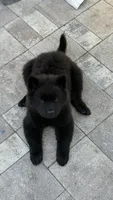 Obito, a male Chow Chow for sale in Clearwater, FL – 1 of 6