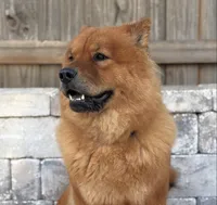 Kurama, a female Chow Chow for sale in Clearwater, FL – 4 of 5