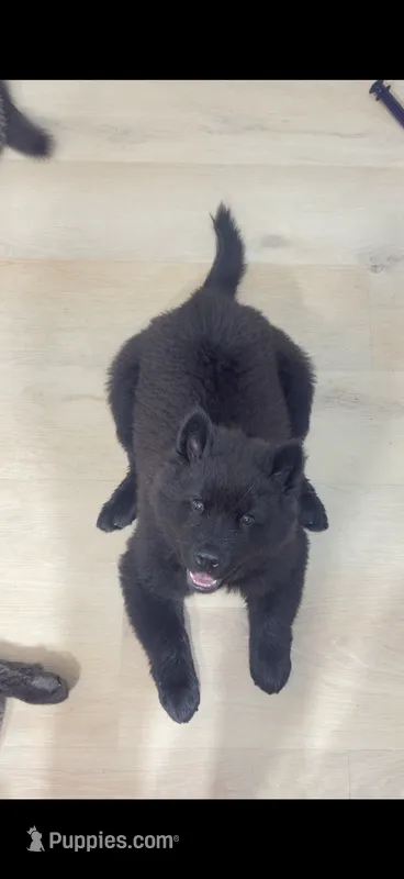 Obito – Chow Chow puppy for sale in Clearwater, FL