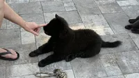Obito, a male Chow Chow for sale in Clearwater, FL – 2 of 6