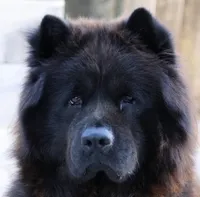 Obito, a male Chow Chow for sale in Clearwater, FL – 6 of 6