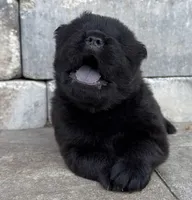 Obito, a male Chow Chow for sale in Clearwater, FL – 3 of 6