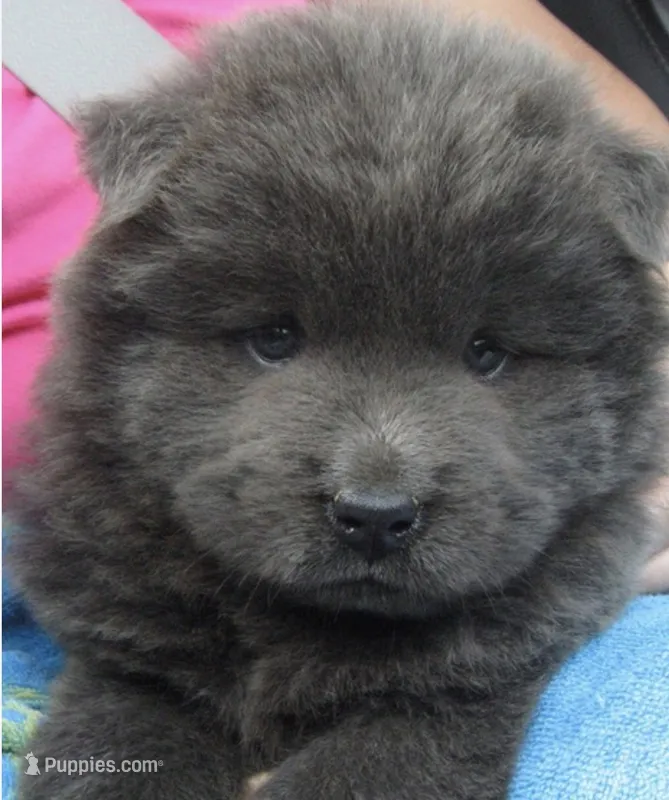 Hinata, a female Chow Chow for sale in Clearwater, FL – 1 of 5