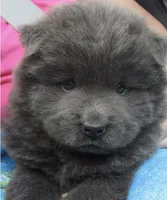Hinata, a female Chow Chow for sale in Clearwater, FL – 1 of 5