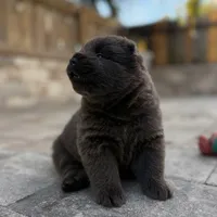 Kurama, a female Chow Chow for sale in Clearwater, FL – 3 of 9