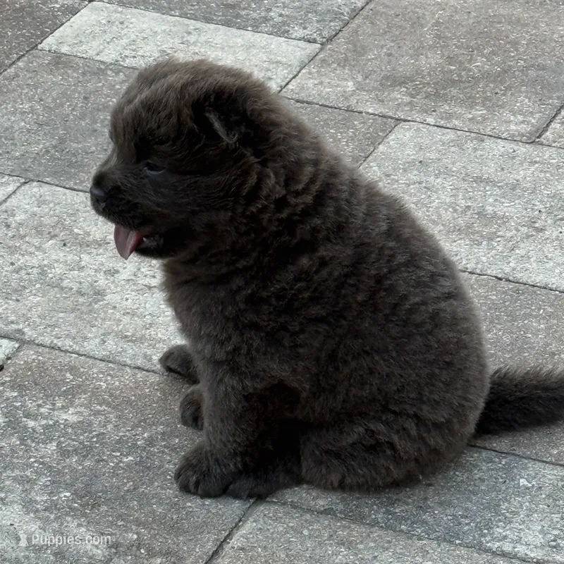 Hinata – Chow Chow puppy for sale in Clearwater, FL