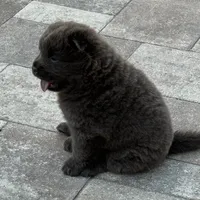 Kurama, a female Chow Chow for sale in Clearwater, FL – 9 of 9