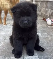 Obito, a male Chow Chow for sale in Clearwater, FL – 5 of 6