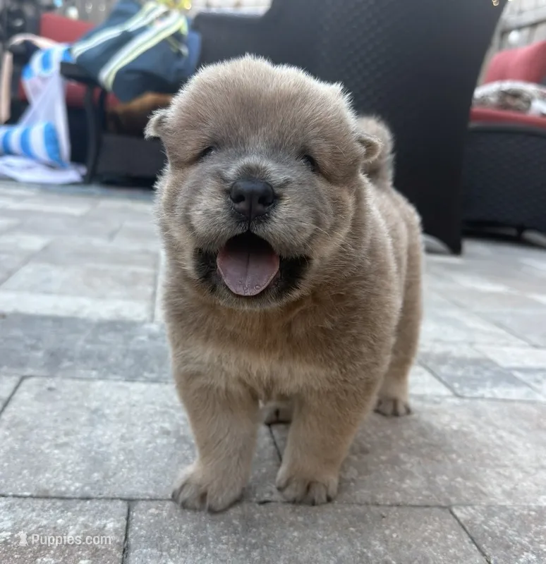 Toguro – Chow Chow puppy for sale in Clearwater, FL