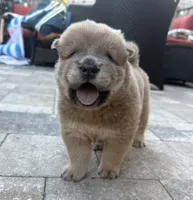 Toguro, a male Chow Chow for sale in Clearwater, FL – 1 of 7