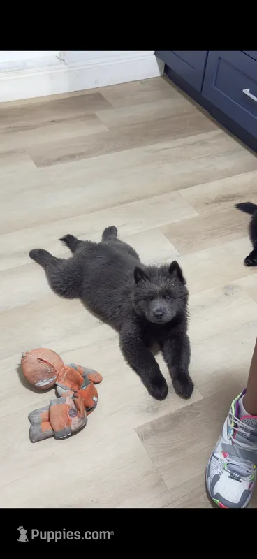 Hinata – Chow Chow puppy for sale in Clearwater, FL