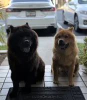 Obito, a male Chow Chow for sale in Clearwater, FL – 5 of 8