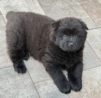 Obito, a male Chow Chow for sale in Clearwater, FL – 4 of 6