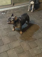 Cookie, a female French Bulldog for sale in Surprise, AZ – 2 of 7